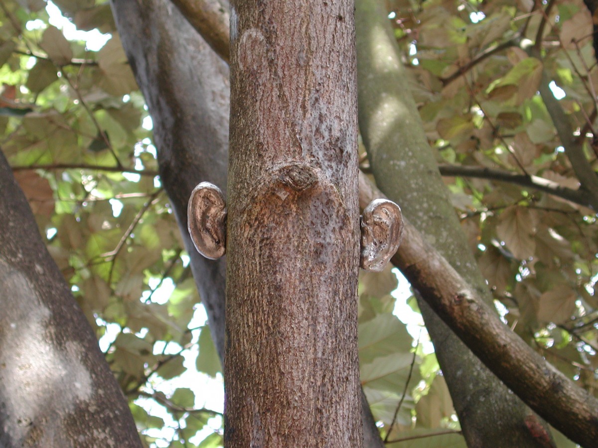 <i>Listener</i> – Detail of tin ears attached to tree											, 2001 											<a href=' http://paullitherland.com/artsite_wp/wp-content/uploads/PaulLitherland_2001_Listener-India_14-1200x900.jpg' target='_blank'><img src='http://paullitherland.com/artsite_wp/wp-content/themes/artpress-child/img/artworkDownloadImg.png' title='télécharger image / download image' /></a> 
																						<!-- <a href='' target='_blank'> 
											<img src='/img/artworkPermalinkIcon.png' title='permalink to photo' /></a> -->