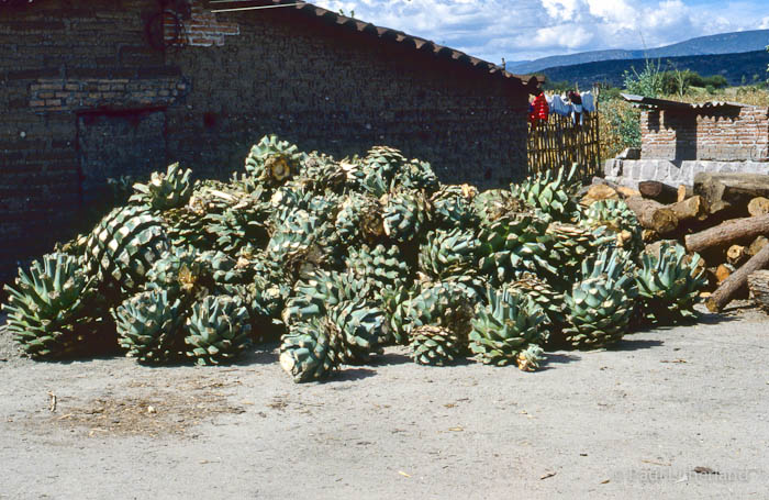 1986, Mexico, motorcycle, Oaxaca