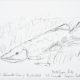 Paul Litherland, <i>Conscious Currents: Observing Life Below</i>  &ndash; Muskellunge, Kahnawake, QC										, 2026 											<a href='https://paullitherland.com/artsite_wp/wp-content/uploads/2024-07-20KahnawakeDive50A-1200x863.jpg' target='_blank'>&nbsp;<img src='https://paullitherland.com/artsite_wp/wp-content/themes/artpress-child/img/artworkDownloadImg.png' title='télécharger image / download image' /></a>&nbsp;
											<a href='https://paullitherland.com/underwater-drawings-2024/' target='_blank'>&nbsp;
											<img src='https://paullitherland.com/artsite_wp/wp-content/themes/artpress-child/img/artworkPermalinkIcon.png' title='go to work page' /></a>