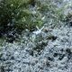 <i>Conscious Currents: Observing Life Below</i> &ndash; Elysia timida, Nudibranch, Crete										, 2026										&nbsp;<a href='https://paullitherland.com/artsite_wp/wp-content/uploads/A180359.jpg' target='_blank'><img src='https://paullitherland.com/artsite_wp/wp-content/themes/artpress-child/img/artworkDownloadImg.png' title='télécharger image / download image' /></a>&nbsp;		
																				