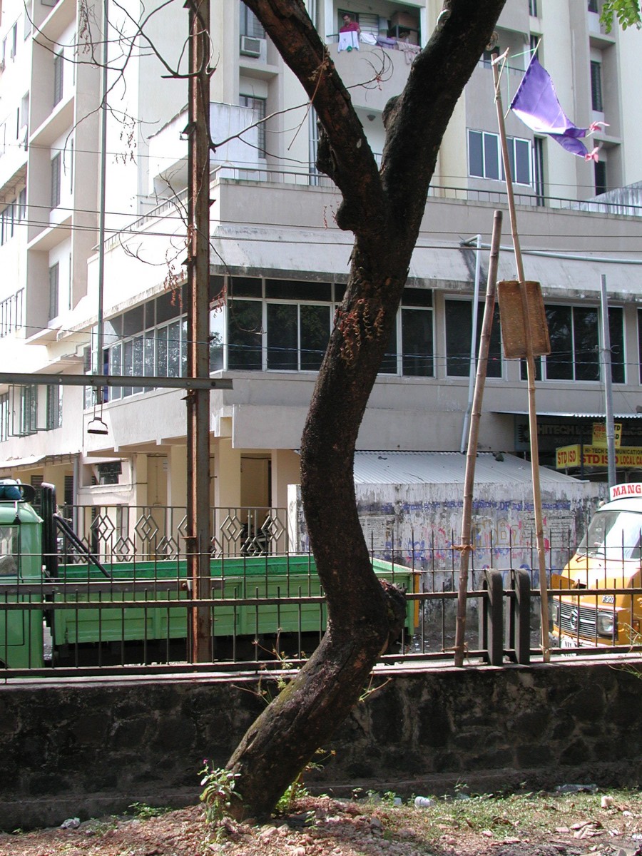 “Listener” from <i>Listener</i>, 2001 – 
										 – Detail of tin ear attached to tree (very top of right side branch of tree)										
									